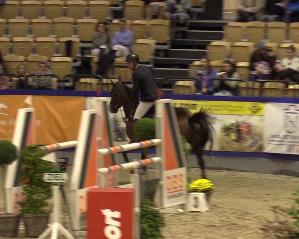 FEI Reitturnier Neumünster (GER) 2021