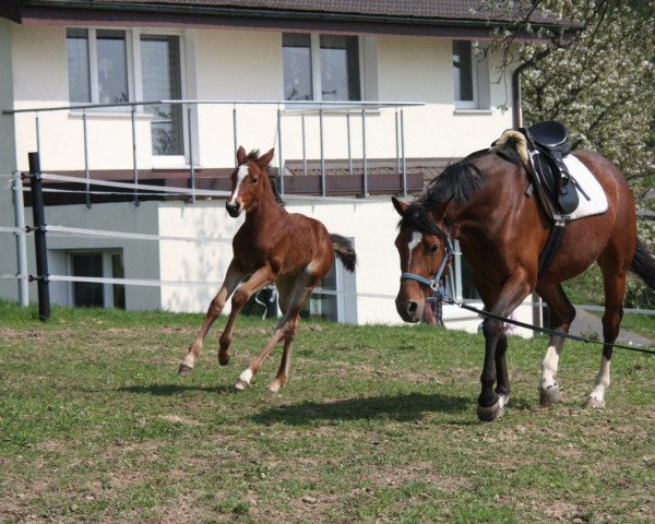 broodmare Catch me if you can (Westphalian, 2000, from Cordobes I)
