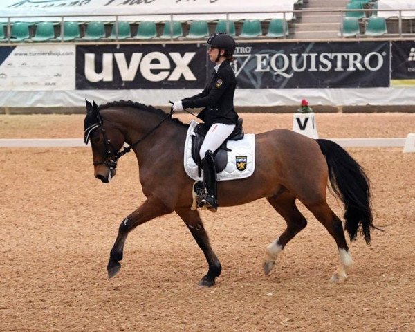 Dressurpferd Fedor 111 (Deutsches Reitpony, 2012, von Famos)