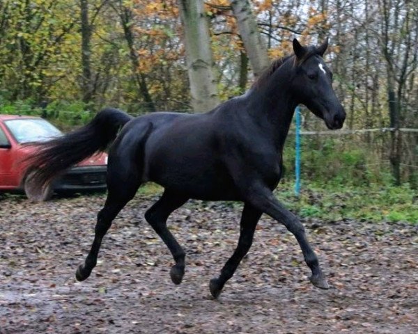 broodmare Rosenkönigin 4 (Trakehner, 2010, from Donauzauber)