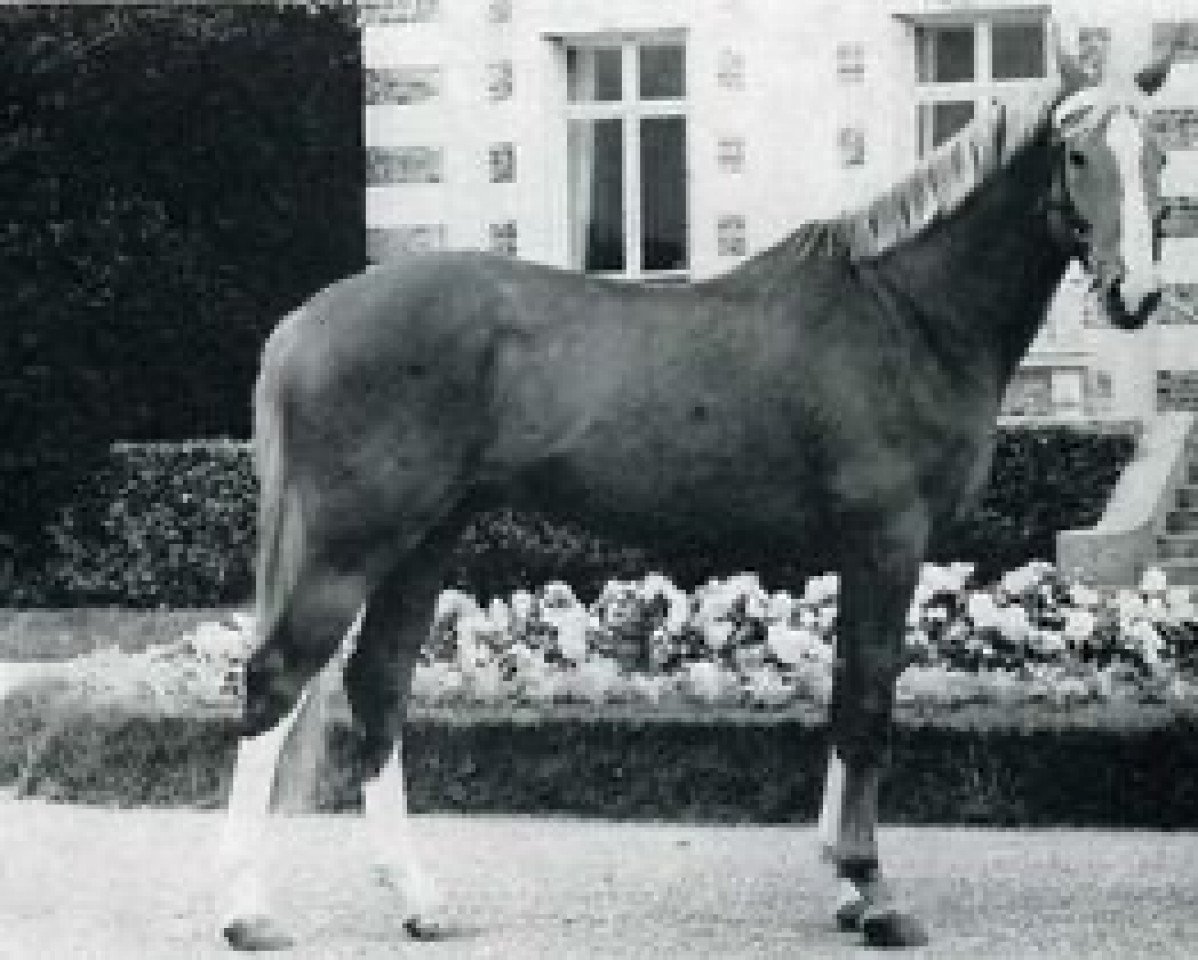 Deckhengst Uranus de L'Ere (Selle Français, 1964, von Ultimate xx)