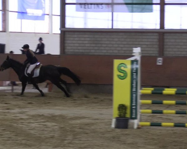 Reitturnier Hellefeld 2023
