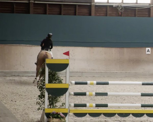 Reitturnier Mannheim-Neckarau 2023