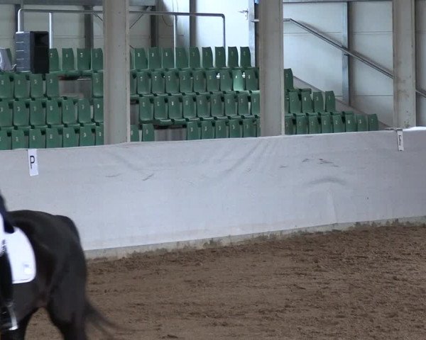 Reitturnier Zweibrücken-Landgestüt / Halle 2023