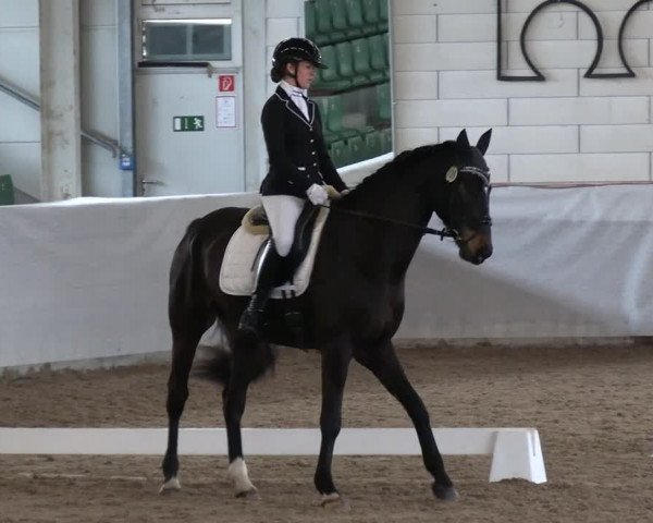 Reitturnier Zweibrücken-Landgestüt / Halle 2023