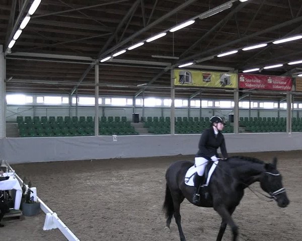 Reitturnier Zweibrücken-Landgestüt / Halle 2023