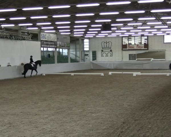 Reitturnier Zweibrücken-Landgestüt / Halle 2023