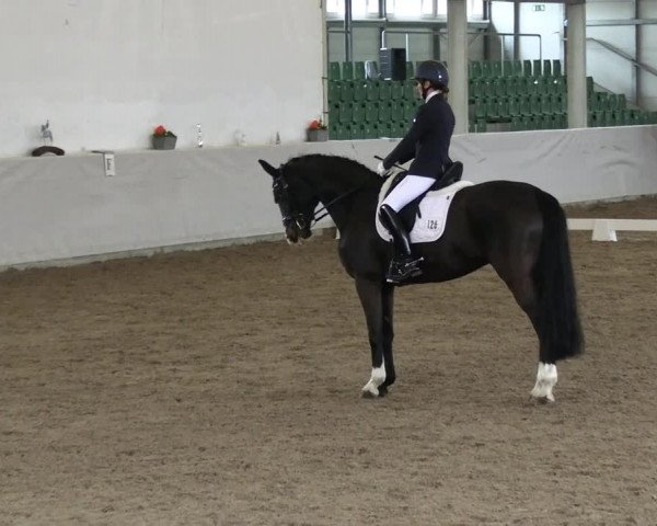 Reitturnier Zweibrücken-Landgestüt / Halle 2023