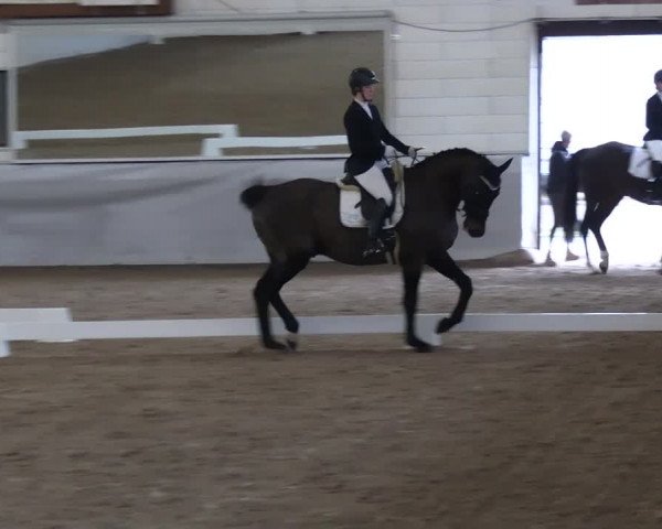 Reitturnier Zweibrücken-Landgestüt / Halle 2023