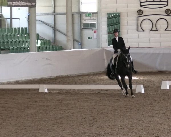 Reitturnier Zweibrücken-Landgestüt / Halle 2023