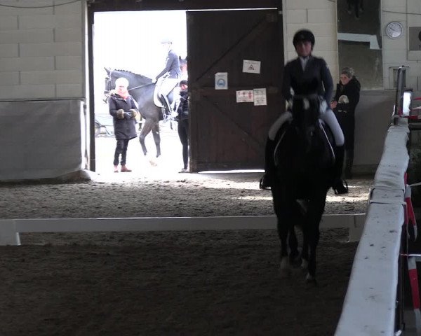 Reitturnier Zweibrücken-Landgestüt / Halle 2023