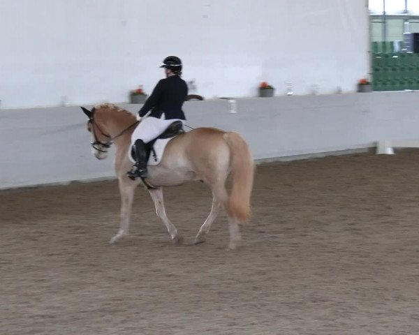 Reitturnier Zweibrücken-Landgestüt / Halle 2023