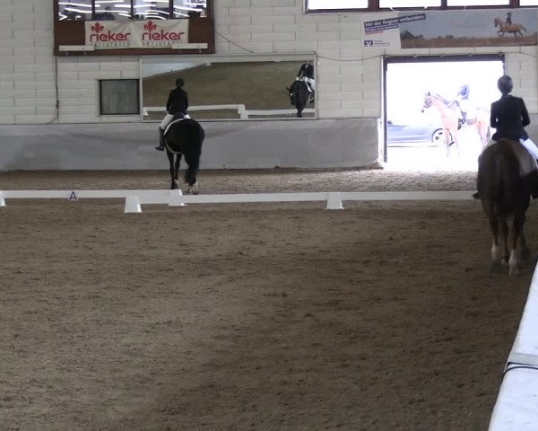 Reitturnier Zweibrücken-Landgestüt / Halle 2023