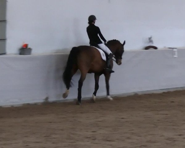 Reitturnier Zweibrücken-Landgestüt / Halle 2023