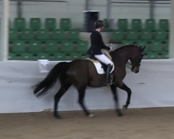 Reitturnier Zweibrücken-Landgestüt / Halle 2023
