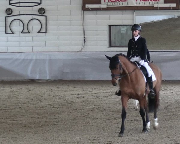Reitturnier Zweibrücken-Landgestüt / Halle 2023