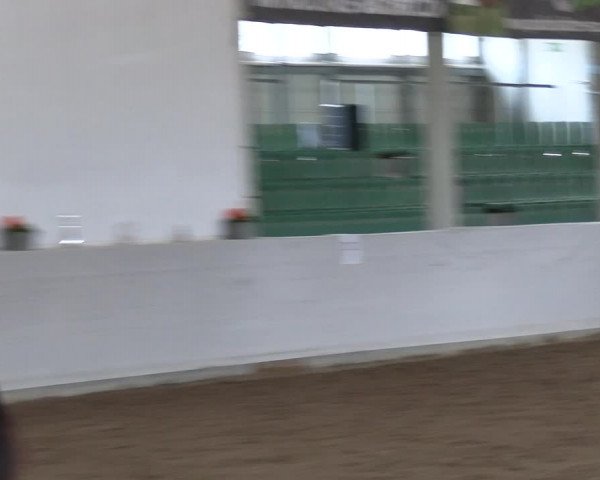 Reitturnier Zweibrücken-Landgestüt / Halle 2023