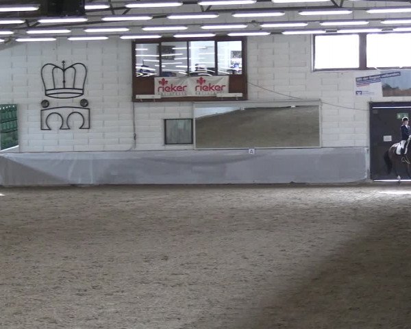 Reitturnier Zweibrücken-Landgestüt / Halle 2023