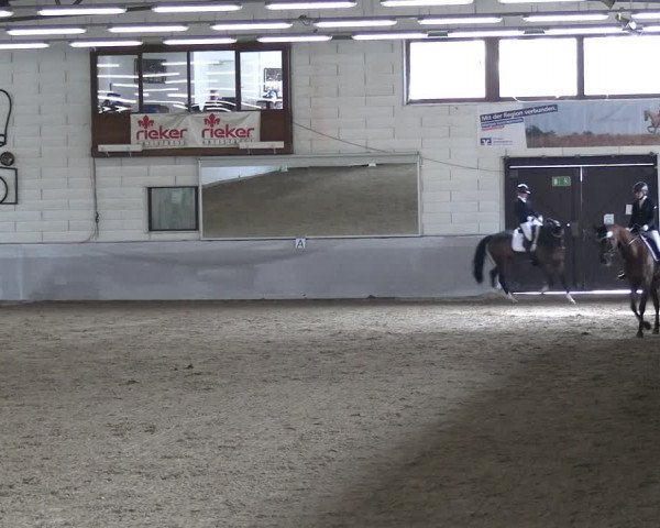 Reitturnier Zweibrücken-Landgestüt / Halle 2023