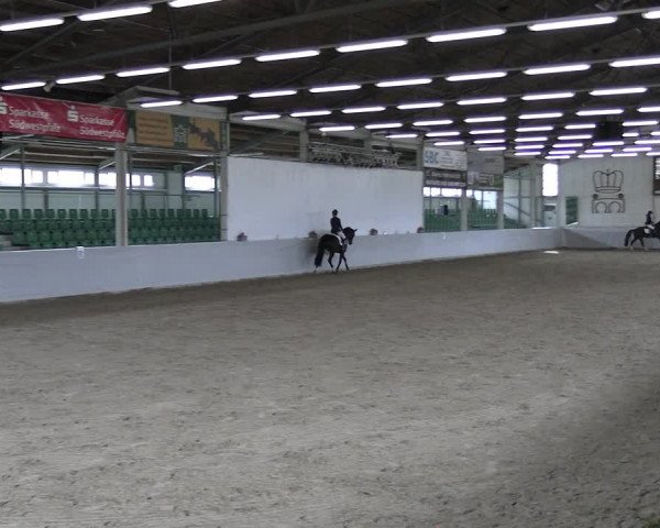Reitturnier Zweibrücken-Landgestüt / Halle 2023