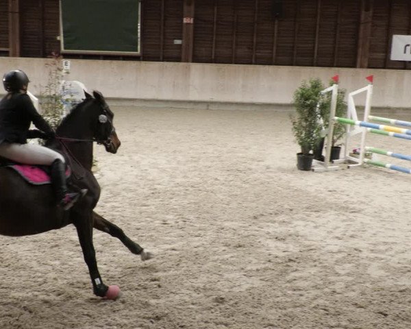 Reitturnier Mannheim-Neckarau 2023