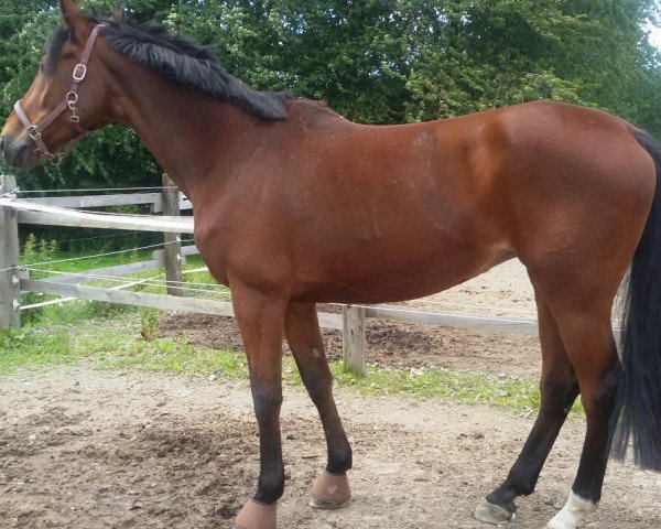broodmare Filicitas N.W. (Westphalian, 2003, from Fleurop)