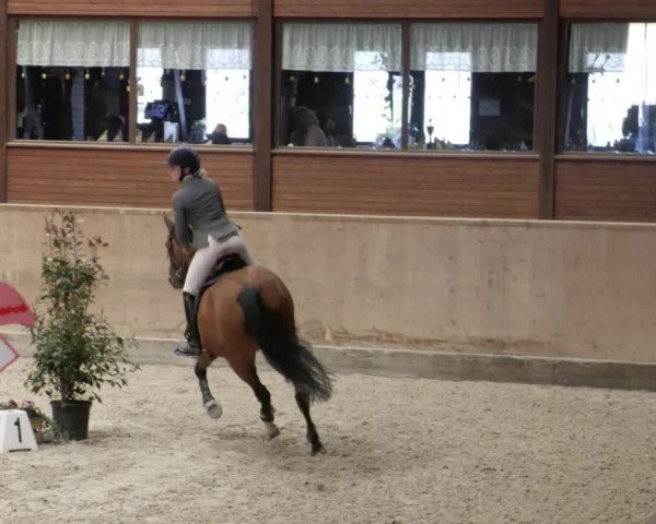 Reitturnier Mannheim-Neckarau 2023