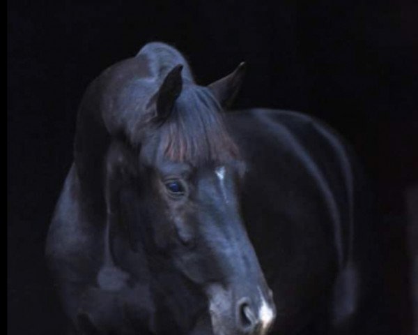 Pferd Mistral (KWPN (Niederländisches Warmblut), 2017, von Totilas)