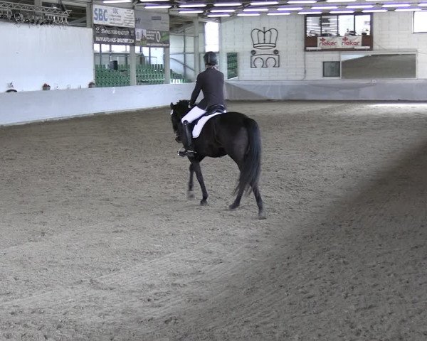 Reitturnier Zweibrücken-Landgestüt / Halle 2023