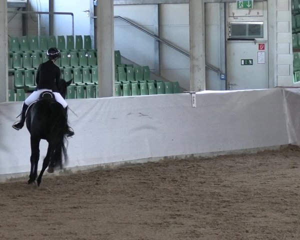 Reitturnier Zweibrücken-Landgestüt / Halle 2023