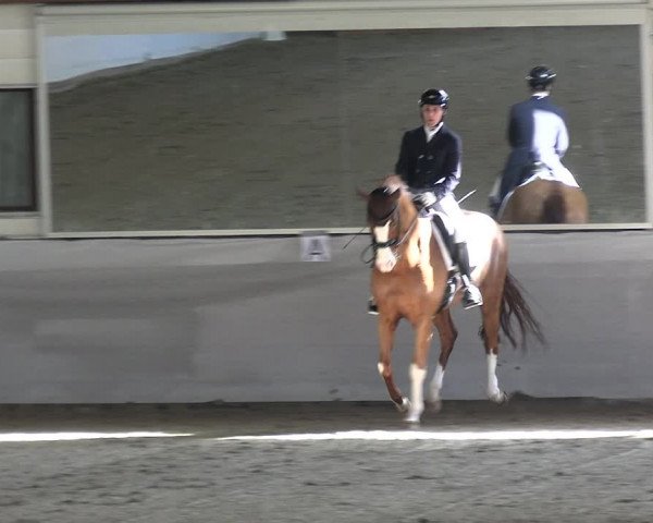 Reitturnier Zweibrücken-Landgestüt / Halle 2023