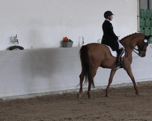 Reitturnier Zweibrücken-Landgestüt / Halle 2023