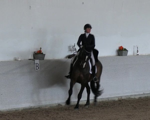 Reitturnier Zweibrücken-Landgestüt / Halle 2023