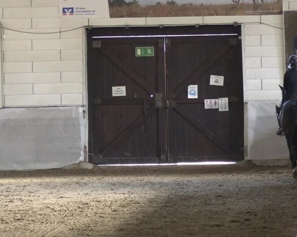 Reitturnier Zweibrücken-Landgestüt / Halle 2023