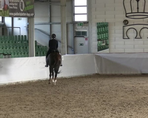 Reitturnier Zweibrücken-Landgestüt / Halle 2023