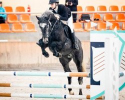 Springpferd Belgrado Grande (Westfale, 2019, von Pr.H. Bingo Boy)