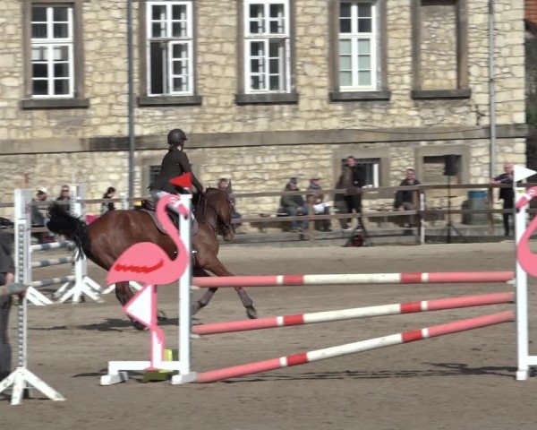 Reitturnier Hildesheim-Steuerwald 2023