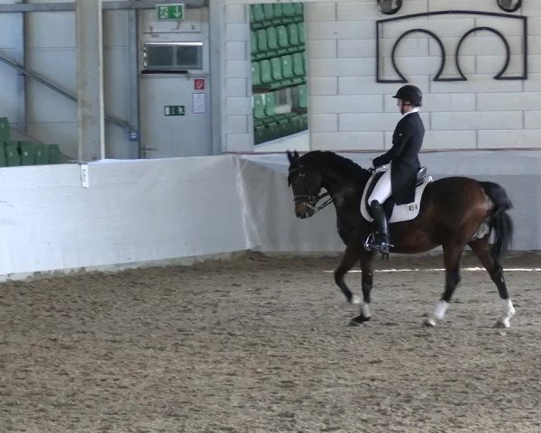 Reitturnier Zweibrücken-Landgestüt / Halle 2023