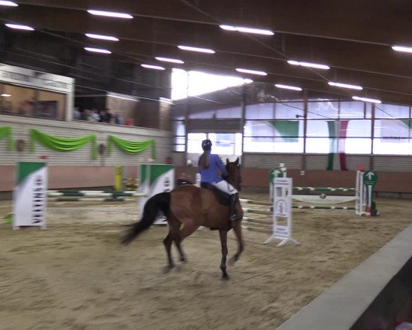 Reitturnier Hellefeld 2023