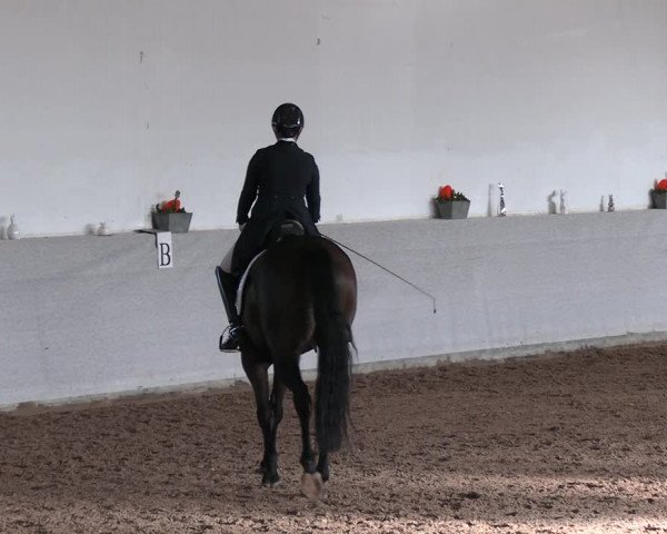 Reitturnier Zweibrücken-Landgestüt / Halle 2023