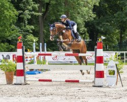 broodmare Lady-Lesley (Oldenburg, 2011, from Lektor)