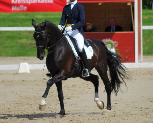 dressage horse Fabricius 6 (Westphalian, 2001, from Florestan I) dressage horse Fabricius 6 (Westphalian, 2001, from Florestan I)