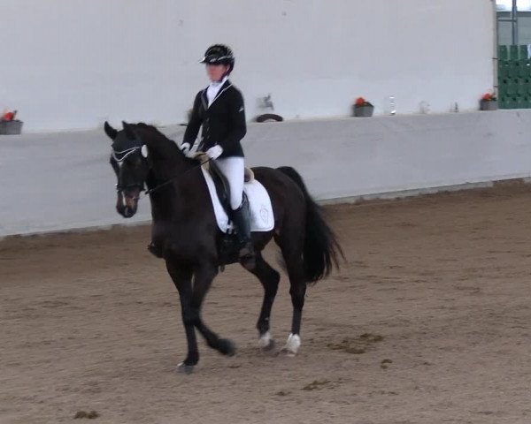 Reitturnier Zweibrücken-Landgestüt / Halle 2023