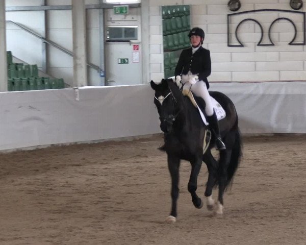 Reitturnier Zweibrücken-Landgestüt / Halle 2023