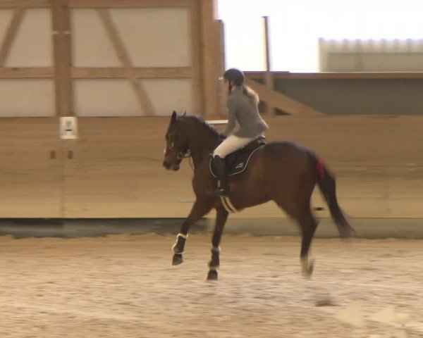 Reitturnier Schaffhausen 2023