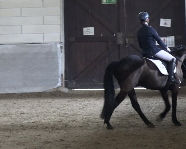 Reitturnier Zweibrücken-Landgestüt / Halle 2023