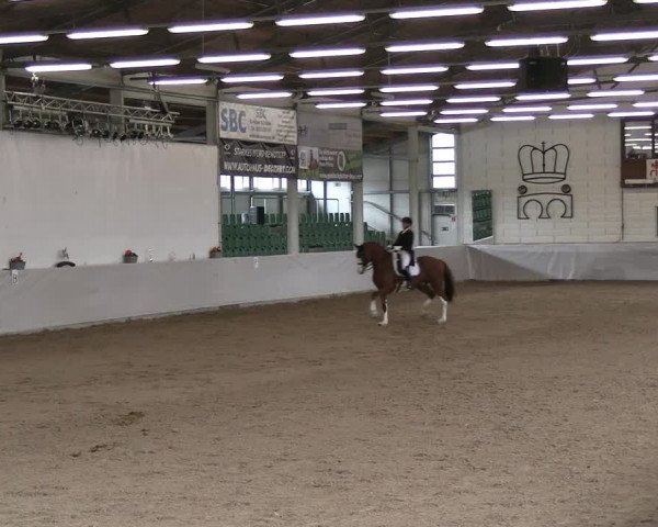Reitturnier Zweibrücken-Landgestüt / Halle 2023
