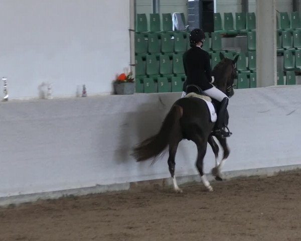 Reitturnier Zweibrücken-Landgestüt / Halle 2023