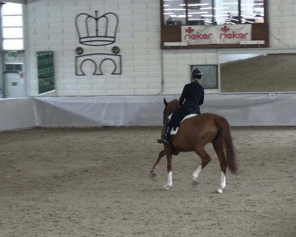 Reitturnier Zweibrücken-Landgestüt / Halle 2023