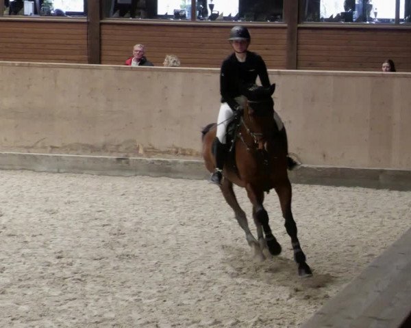 Reitturnier Mannheim-Neckarau 2023